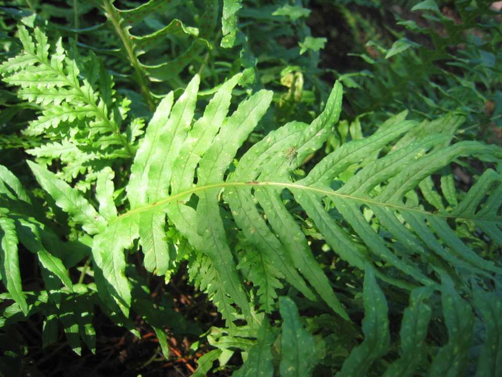 Polypodium vulgare 'Cornubiense' (Cornwall-Tüpfelfarn, Feder-Tüpfelfarn)